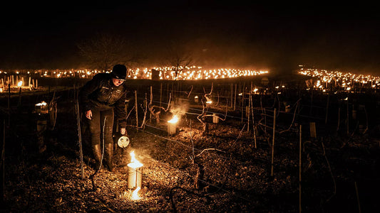 2024 Burgundy Vintage: A Challenging Canvas with Promising Hues - By Philip Stephenson-Oliver