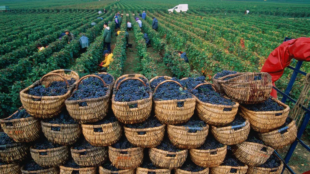 2022 Burgundy Vintage report - By Philip Stephenson-Oliver